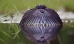 10 Podivné metody lovu ptáků a výživy
