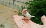 3 Nejlepší drůbež pro dítě