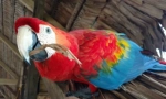 5 Zajímavých faktů o papoušcích ara