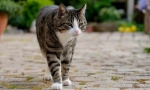 7 Nebezpečí, které čekají na domácí kočku na ulici
