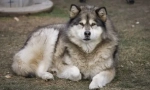 8 Psů, které se podobají husky