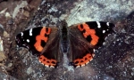 Admirál red canary