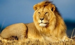Africký lev