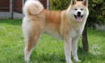 Akita