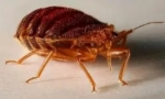 Algoritmus akce po zpracování z bedbugs