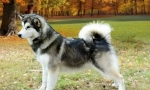 Aljašský malamute