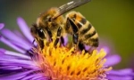 Bee bite allergy
