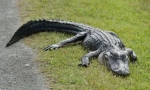 Alergator american