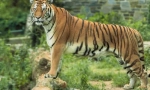 Amur tiger