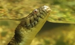 Anaconda - největší had modernity