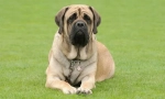 Anglický mastiff