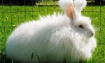 Angora králík: nejzajímavější fakta