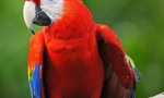 Ara dancer: video, kde parrot tančí na posteli