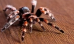 Arachnologie