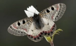 Archon apollinus