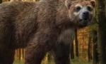 Arkthodus