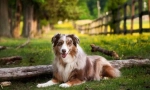 Australská shepherda