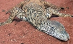 Australský obří varan