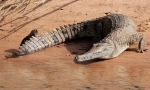 Australský sladkovodní krokodýl