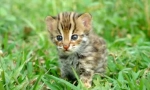 Asijské leopard kočka: hudba tropický lovec
