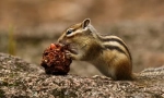 Asijský chipmunk