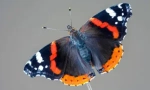 Admirál butterfly: popis a životní styl