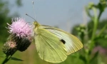 Butterfly - zelí a housenky na zelí