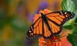 Motýl monarch