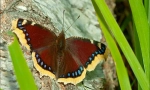 Butterfly turnotsa