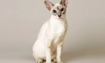 Baliinesian cat (baliinese, baliinese)