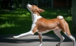 Basenji (foto): klidný lovec, veselý a energický přítel