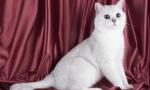 Bílé britské kočky