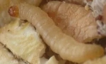 Bílé červi v kuchyni doma