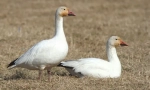 Bílý gus