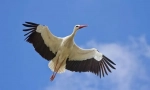 Bílý čáp