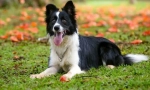 Berded collie