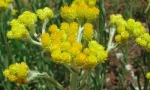 Immortelle