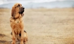 Bluhehound