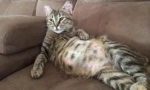 Blechy v těhotné, ošetřovatelské kočky a novorozence koťata