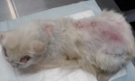 Bleší dermatitida u koček: symptomy a léčba