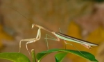 Mantis čínština