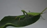 Mantis: popis, názory a životní styl