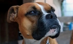 Boxer