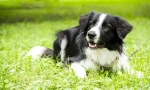 Border Collie (foto): Nejchytřejší pes na světě