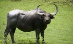 Buffalo asijský divoký