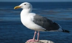 Burgomaster