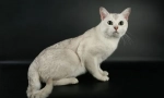 Burmilla - cat plemeno