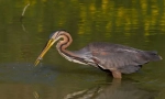 Heron zrzka