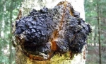 Chaga birch