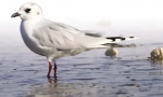 Čínský seagull